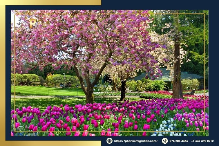 Những cánh đồng hoa nở rộ vào mùa xuân ở Canada
